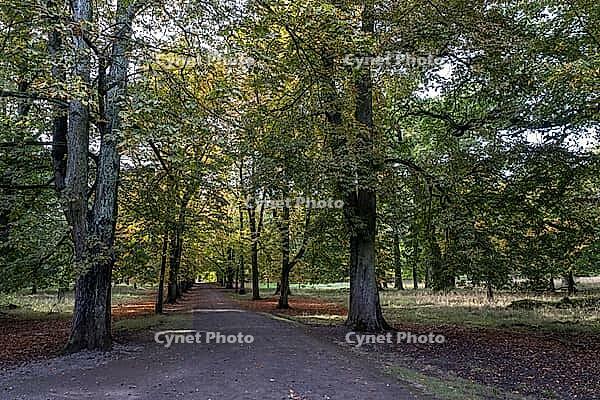 Horse chestnuts (Castanea hippocastanum), autumn foliage, Lower Saxony, Germany [IBR125521126]