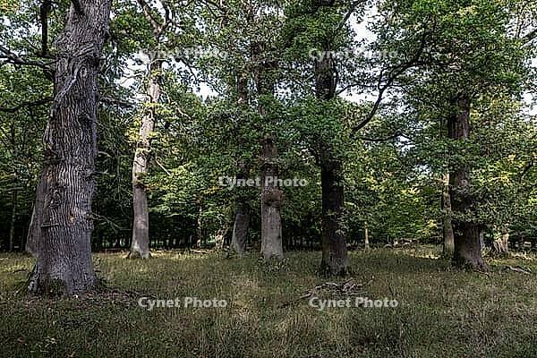 Old English oaks (Quercus robur), Hanover, Lower Saxony, Germany [IBR125521134]