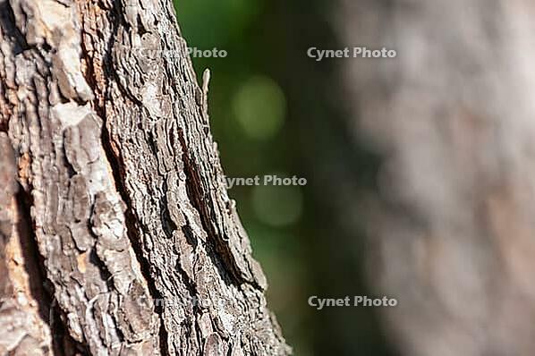 Deeply furrowed bark of a pine tree [IBR125521139]