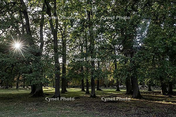 Old English oaks (Quercus robur), Hanover, Lower Saxony, Germany [IBR125521144]