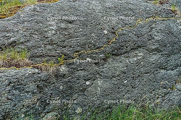 Land Art, nature art, flowers of the silver willow (Salix alba), rock face, stone, Laiz-Inzigkofen, Sigmaringen district, Baden-Württemberg, Germany [IBR125521149]