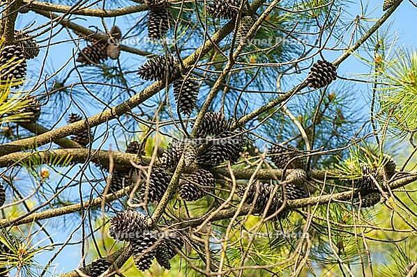 Many pine cones on a pine tree [IBR125521155]