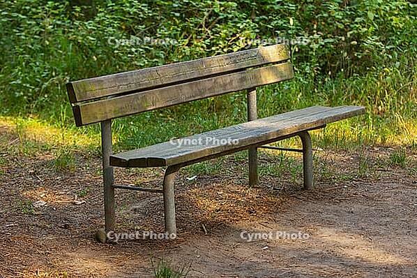 Wooden bench stands in a forest [IBR125521156]