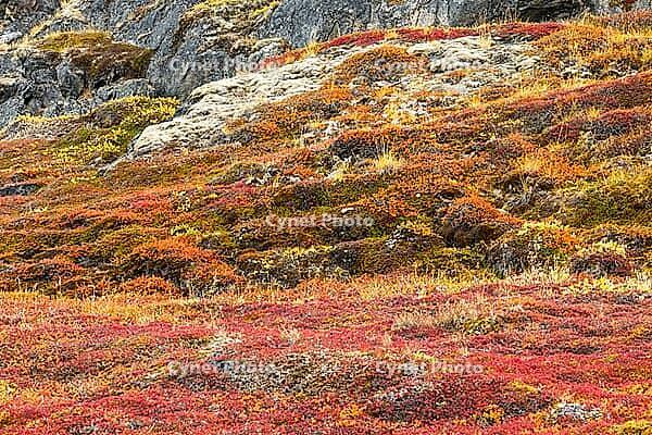 Arctic tundra in autumn colors, autumn, West Greenland, Greenland [IBR125521159]