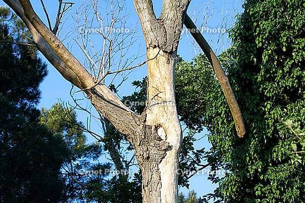 Dead tree, partial view [IBR125521162]
