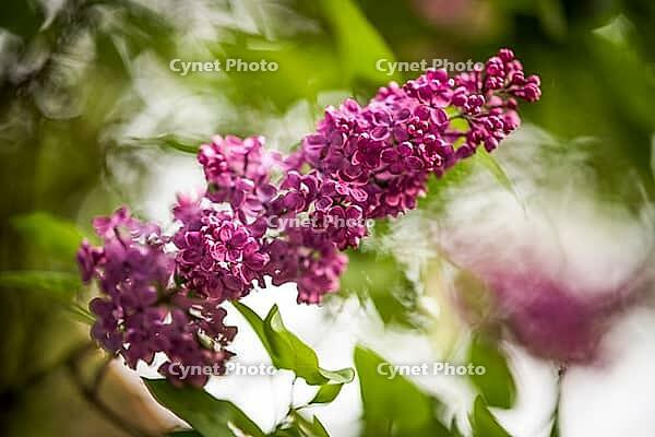 Purple lilac flowers glow between green leaves against a softly blurred garden background, Stuttgart, Baden-Württemberg, Germany [IBR125521163]