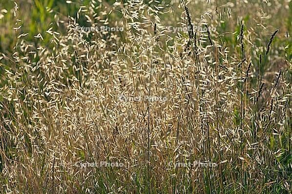 Flughafer, Sommerungsflughafer, Windhafer, Katzenhafer, Blindhafer, Wildhafer (Avena fatua) [IBR125521164]