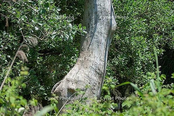 Dead tree, partial view [IBR125521167]