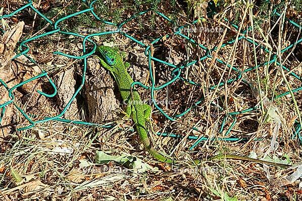 Smaragdeidechse (Lacerta vridis), hinter einem kaputten grünen Maschendrahtzaun in einem Pinienwald an der Adria, Punta Marina, Ravenna, Emilia-Romagna, Italien [IBR125521173]