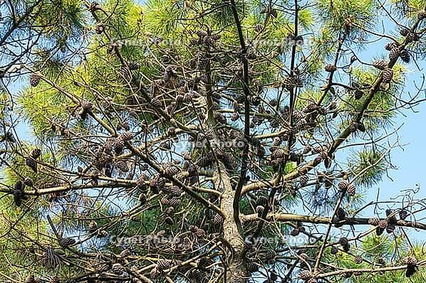 Many pine cones on a pine tree [IBR125521174]