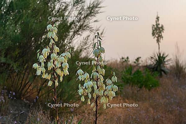 Sonnenaufgang an einem Strand über der Adria, vorne Yucca, Fädige Palmlilie (Yucca filamentosa), Punta Marina, Ravenna, Emilia-Romagna, Italien [IBR125521175]