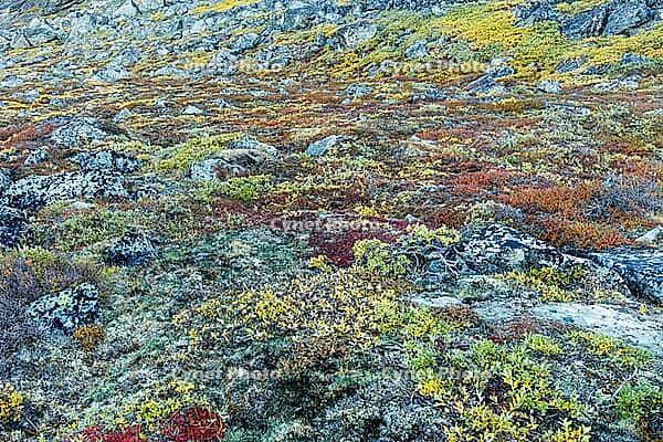 Arctic tundra in autumn colors, autumn, West Greenland, Greenland [IBR125521176]