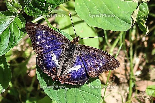 Großer Schillerfalter rückenseitig, Purple Emperor dorsal [IBR125527025]