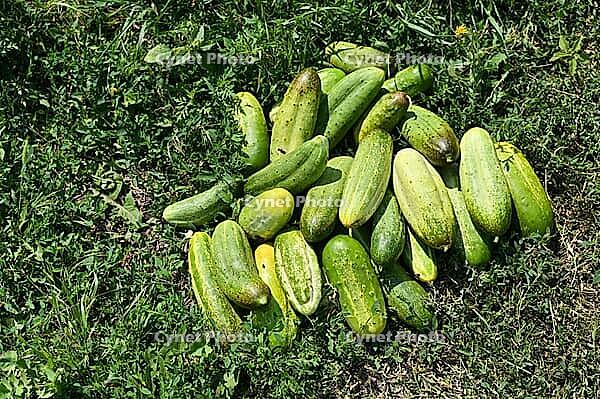 Harvested ripe cucumbers on grass [IBR125527027]