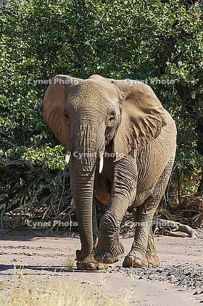 Elephant (Elephantidae) in Etosha National Park, Namibia [IBR125527032]