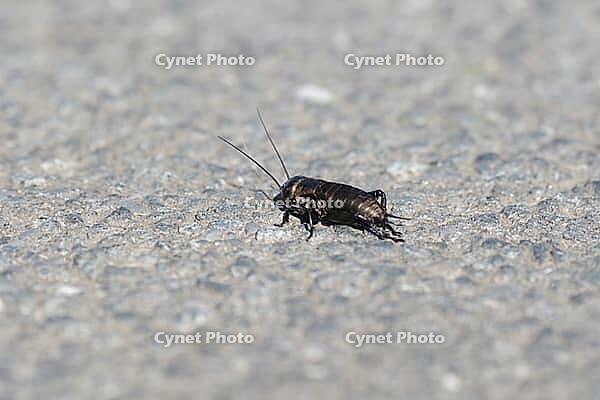 Field cricket (Gryllus campestris), asphalt, Germany [IBR125527033]