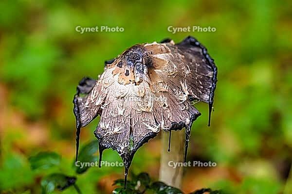 Old crested ink [IBR125527037]