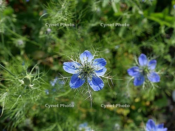 Beautiful cornflower blue nigella flowers and foliage in garden setting. [IBR125527040]