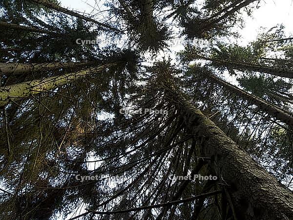 A spruce forest from the frog perspective [IBR125527043]