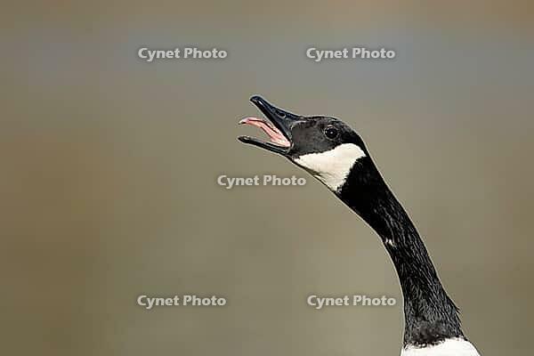 Canada goose (Branta canadensis) adult bird calling with its beak open, England, United Kingdom [IBR125527044]