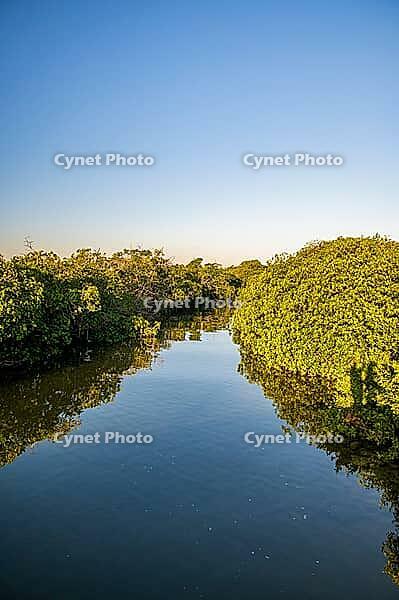 Vertical landscape photo of a tranquil water channel surrounded by dense green mangroves in Sian Ka'an Biosphere Reserve, Quintana Roo, Mexico. The calm water reflects the vegetation and the clear blue sky above, creating a peaceful tropical wetland scene [IBR125527049]