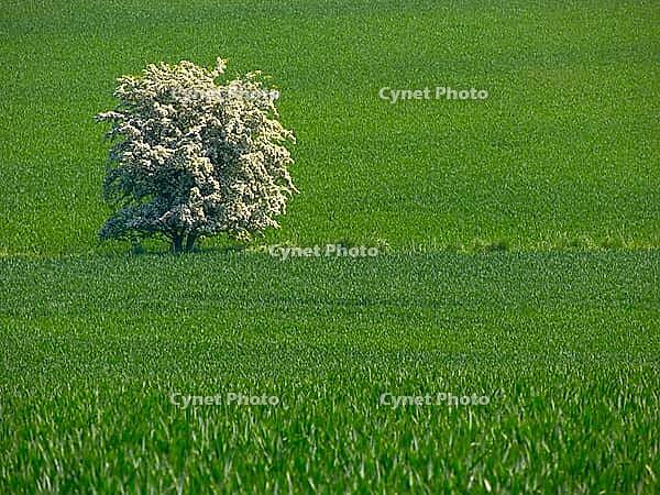 Bluehender Obstbaum zwischen Feldern. Single blossoming tree in the meadows [IBR125527058]