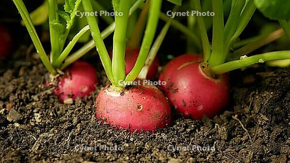 Fresh radishes Raphanus raphanistrum sprout growing soil organic farmer agriculture farm garden, organically grown edible root vegetables, greenhouse organic plant harvest vegetables, very healthy many vitamins and minerals, naturally bitter flavor, arm f [IBR125527059]