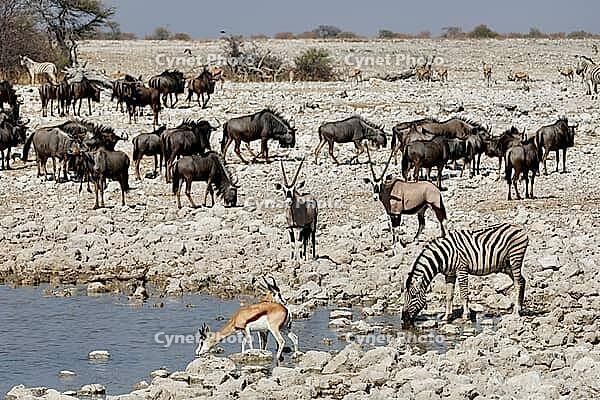 Namibia, Etosha National Park, Springboks, Oryx, Zebra, Gnu, Waterhole, Okaukuejo, Etosha Pan, Etosha [IBR125527065]