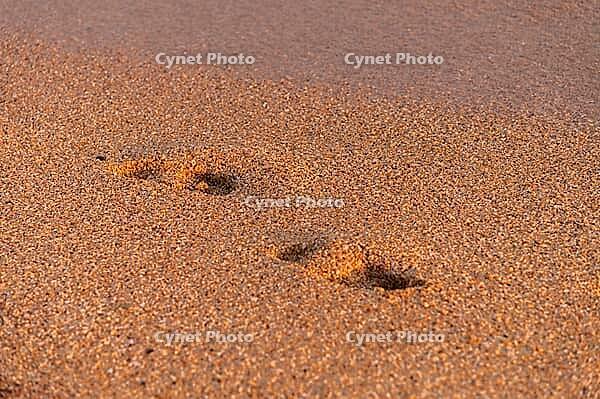 Beach, wave and footprints at sunset. lonely footprint of one person on the seashore [IBR125527066]
