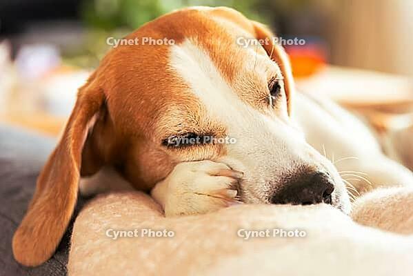 Adorable beaver dog calmly sleeping in a soft, fluffy sofa, captured a moment of tranquility and warmth [IBR125527073]