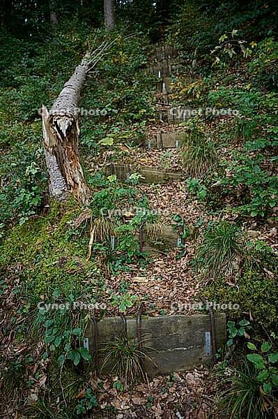Pedestrian steps on a forest slope in the Ampertal near Fürstenfeldbrück, tramp path, walk, Bavaria, Germany [IBR125527075]