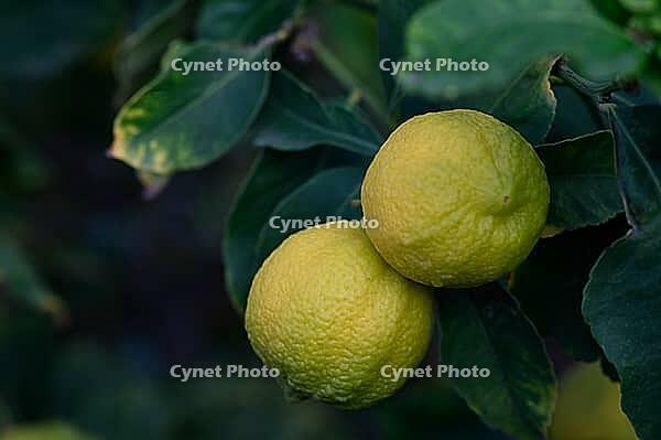 Two ripe lemons dangle from a lush green branch, illuminated by soft sunlight filtering through the leaves [IBR125527078]
