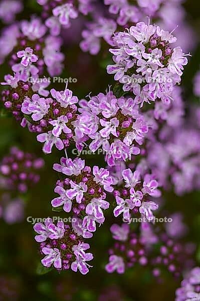 Arznei-thymian, broad-leaved thyme, field thyme, common thyme, lamiaceae, lipped leaves, quendel-thymian, thyme, thymus pulegioides, broad-leaved thyme, flora, high size, portrait format, lemon thyme, plants [IBR125527079]