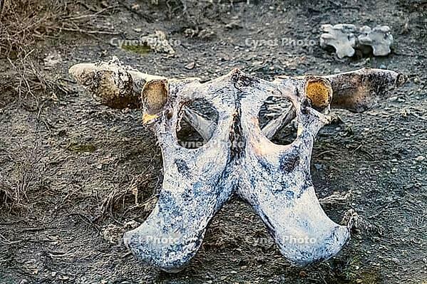 Dummy perception, misperception, perception by analogy, Conception of dizzy, devildom. It looks like skull of an antediluvian animal, underground monster, ogre, alien. But it is sacrum of bull [IBR125527083]
