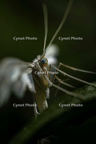 White feather butterfly (Pterophorus pentadactylus), Rhineland-Palatinate, Germany [IBR125527086]
