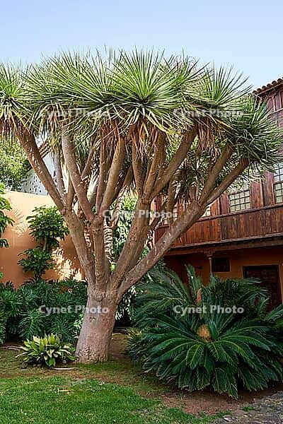 Canarian dragon tree is an emblematic tree of Tenerife. Spain, 06-06-2024 [IBR125527088]