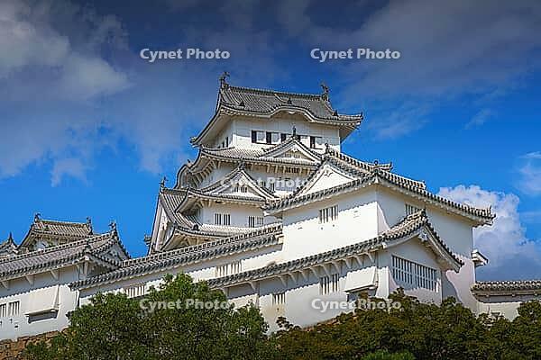 Himeji, Japan - Sep 24 2024, Panoramic view of Himeji Castle, White Heron Castle with trees and plants of park on foreground, at daytime with blue cloudy sky, without people, Himeji, Japan [IBR125527092]