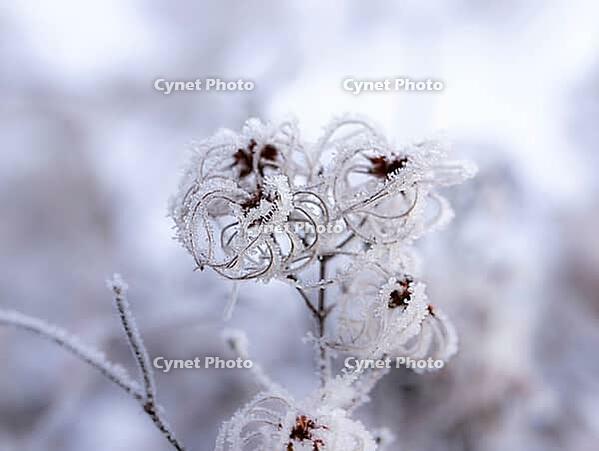 Clematis vitalba (Clematis vitalba) on a frosty winter day [IBR125527108]