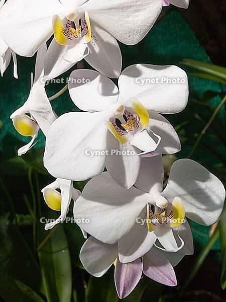 Weisse Orchidee, Nahaufnahme White orchid, close-up [IBR125527118]