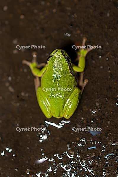European tree frog (Hyla arborea), Rhineland-Palatinate, Germany [IBR125527120]