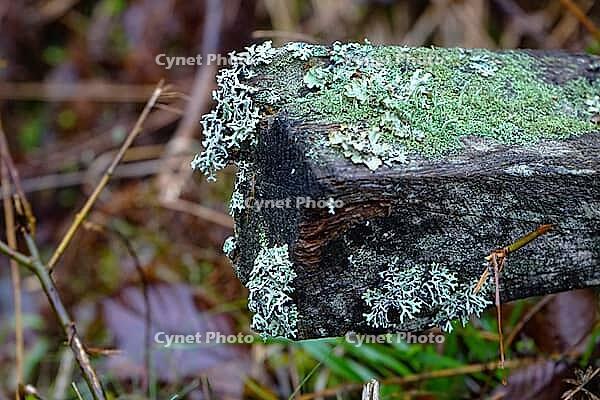 Lichen and moss growing on a fallen wood [IBR125527122]