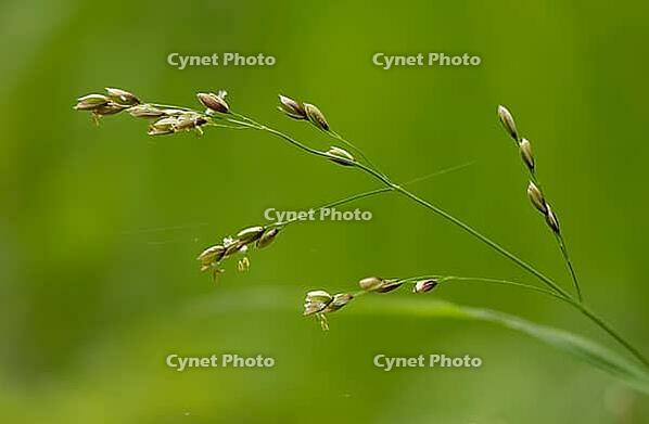 Single-flowered pearl grass, melica uniflora, pearl grass, wood melick, flora, plants, plants [IBR125536394]
