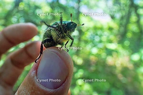 Siberian beetle (Mimela (Rhombonyx) holosericea, Mimela holosericea japonica) in forests of Mongolian oak on Sakhalin Island. Russian Far East. On man finger [IBR125536401]