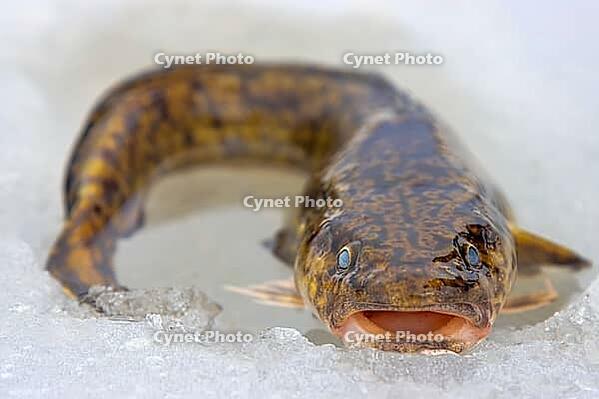 Ice fishing. Eelpout (Lota lota) in late winter on northern rivers. Fishing line for bottom (leger rig). It is close-up on thawed ice and hand. Unusual fish without scales and slippery as eel [IBR125536414]