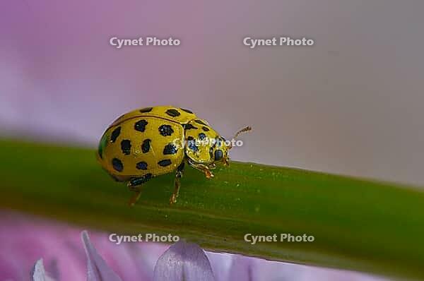 22-spot ladybird, mushroom ladybird, psyllobora 22-punctata, psyllobora vigintiduopunctata, twenty-two-spot ladybird, beetle, coleoptera, insects, beetles [IBR125536417]