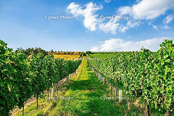 Vineyard rows on a hill in Vienna Austria Nusserg area [IBR125536418]