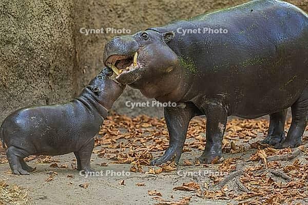 Cute Little Pygmy hippopotamus cub Choeropsis liberiensis with mother in selective focus. little cub play with mother [IBR125536419]