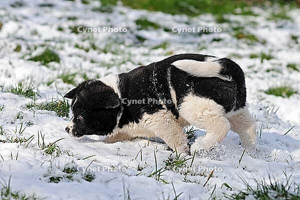 Puppies [IBR125536421]