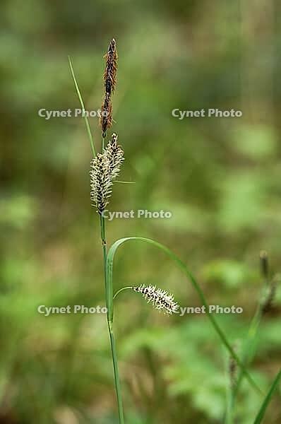 Blue-green sedge, Carex flacca, Glaucous sedge, sour grass family, flora, high size, portrait format, plants, sedges [IBR125536422]