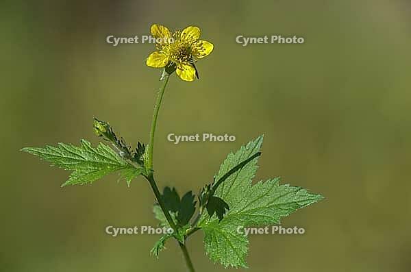 Real carnation root, common carnation root, geum urbanum, clove root, st. Benedict's autumn, colewort, flora, herb bennnet, plants, plants, wood avens [IBR125536437]